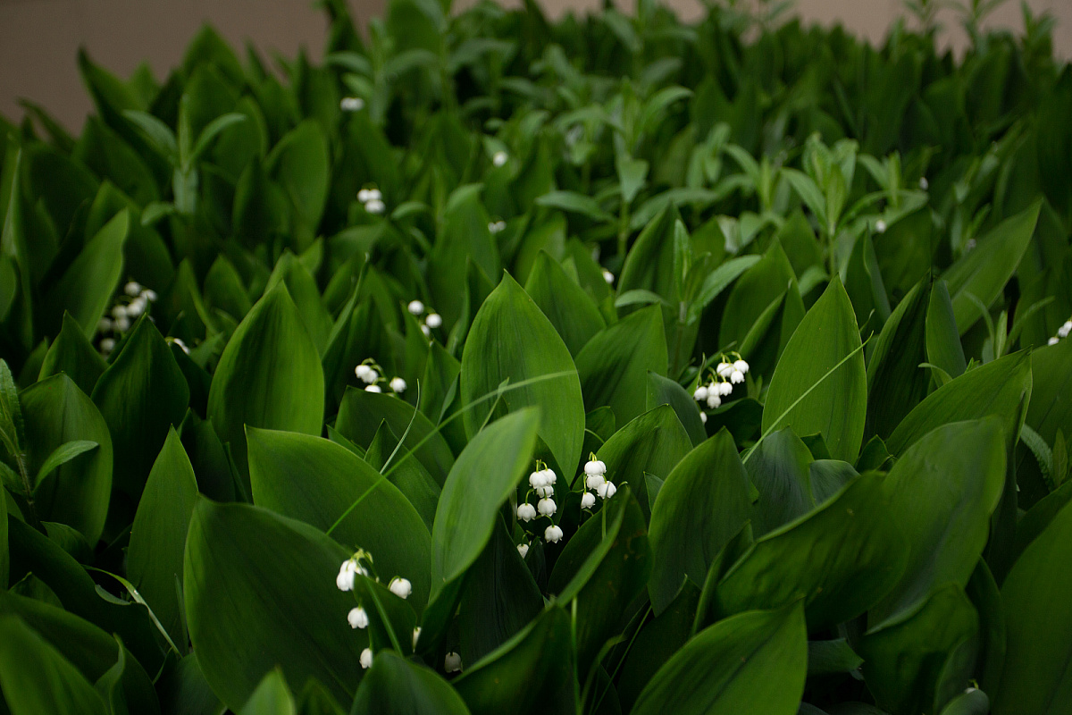 Пансионат для пожилых Марфино фото 7